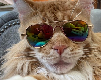 Lunettes de soleil aviateur chat Mignonnes et confortables Faciles à porter !