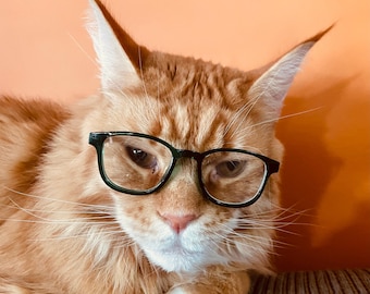 Adorables GAFAS DE MODA PARA GATOS, gafas modernas, lindas y geniales para gatos