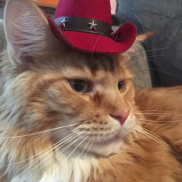 So Cute Pet Cat Dog Felt Cowboy Hat