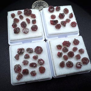 May include: A collection of small, raw, deep red garnet crystals arranged on four white square foam display pads. A silver coin is positioned at the top centre for scale, providing a clear size reference for the loose gemstones displayed on the pads.