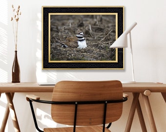 Killdeer on Nest - Hand Matted Photograph Print -Fast & Free US Shipping!