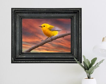 Prothonotary Warbler at Sunset- Hand Matted Photograph Print -Fast & Free US Shipping!