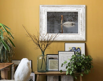 Trumpeter Swan - Hand Matted Photograph Print -Fast & Free US Shipping!