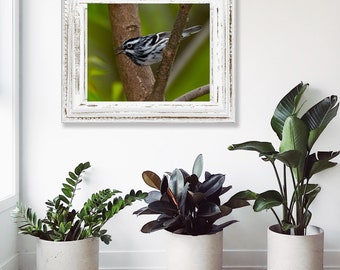 Black and White Warbler - Hand Matted Photograph Print -Fast & Free US Shipping!