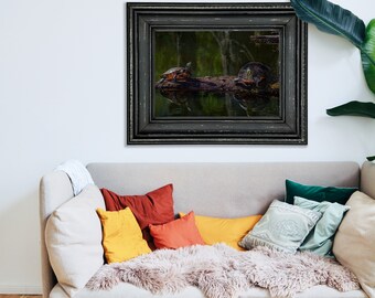 Turtles Sunning - Hand Matted Photograph Print -Fast & Free US Shipping!