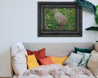 Mourning Dove - Hand Matted Photographic Print -Fast & Free US Shipping!