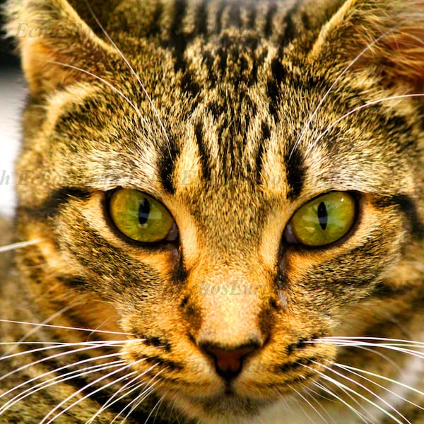 Cat Photo Print | Feline Photography | Pet Decor | Kitten Art | Animal Portrait | Nature Close-Up | Beautiful Cat | Pretty Kitty Aesthetic
