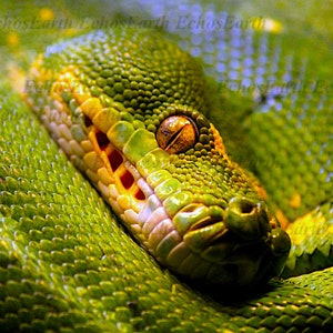 May include: Close-up of a green snake with a yellow and white pattern around its mouth. The snake's eye is visible and has a golden colour.