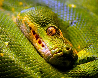 Green Tree Python Photo Print | Reptile Photography Decor | Wild Art | Animal Portrait | Nature | Tropical | Snake | Aesthetic | Scales Vibe