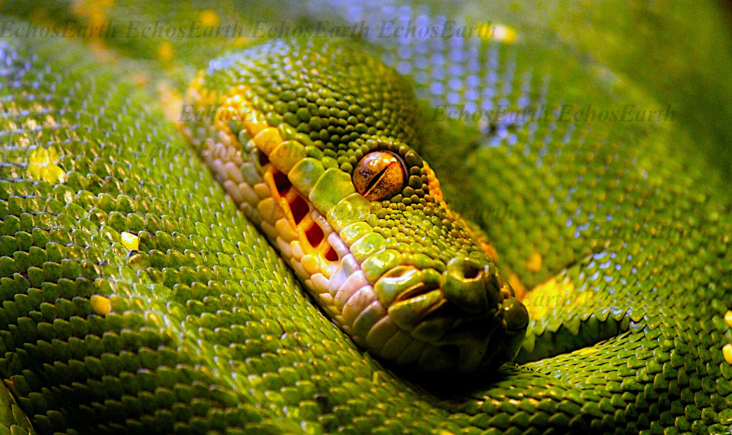 Green Tree Python Photo Print Reptile Photography Decor Wild Art Animal ...