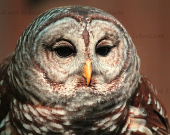 Owl Portrait Print | Glossy Bird Photography, Signed Art
