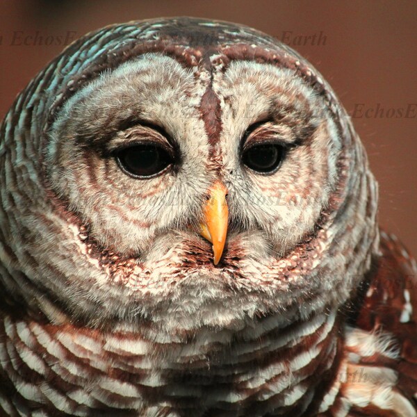 Owl Photo Print | Bird Photography Decor | Wild Art | Animal Portrait | Nature | Beautiful Color| Night Aesthetic | Witch Vibe | Cottagecore