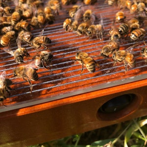 Fresh Honeybee Venom Powder!! Very limited!!! Harvested this August!!