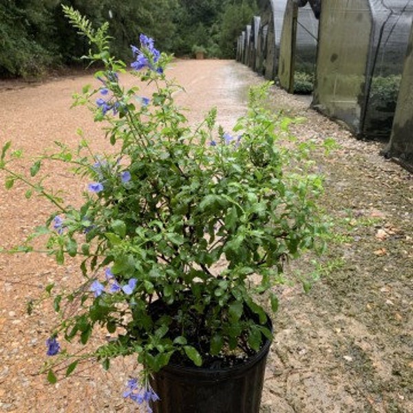 Blue Plumbago, Leadwort, Skyflower