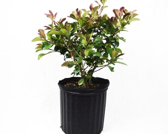 Red Tip Photinia Fraseri, Red Tip Christmas Berry