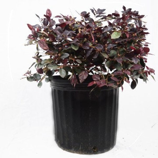 Loropetalum plant, Chinese fringe flowers