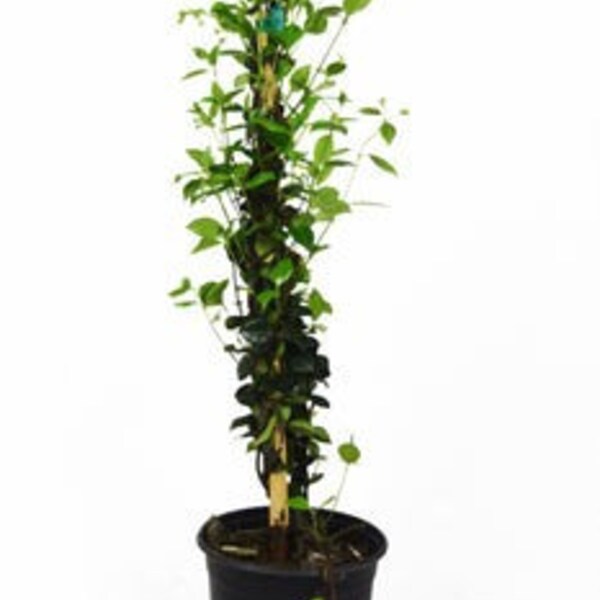 Confederate Jasmine Etsy