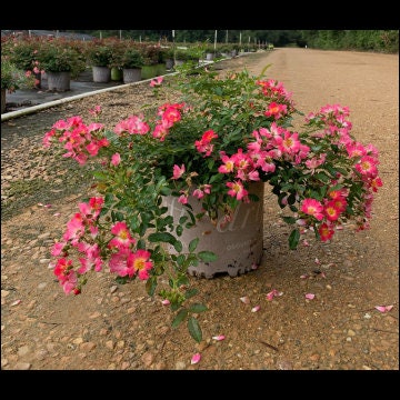 Sweet Drift® Rose - Nature Hills Nursery