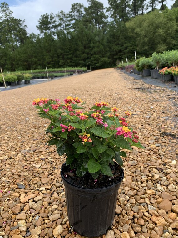 Anne Marie Lantana Lantana Anne Marie Etsy