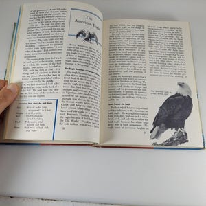 Puede incluir: Una p&aacute;gina de libro vintage con una foto de un &aacute;guila calva, el ave nacional de los Estados Unidos. El texto describe la historia y el simbolismo del &aacute;guila. El &aacute;guila est&aacute; posada en una rama con las alas extendidas.