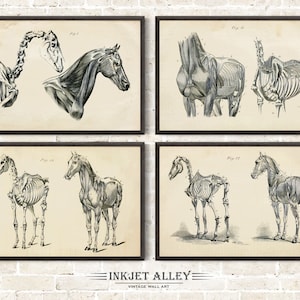 Set van 4 vintage paard anatomie gedrukte illustraties door George H Dadd, kunst aan de muur paarden wetenschappelijk medisch historisch skelet botten