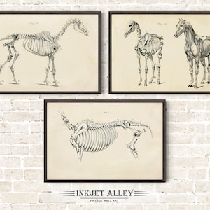Set van 3 vintage paard anatomie gedrukte illustraties door George H Dadd, kunst aan de muur paarden wetenschappelijk medisch historisch skelet botten