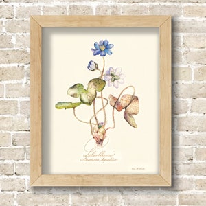 Vintage Botanical Flower Illustrations from the 1930&#39;s
