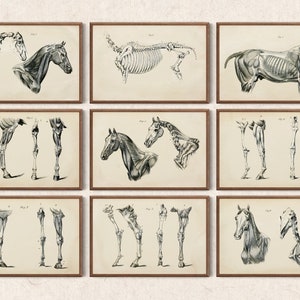 Volledige set van 20 - vintage anatomie gedrukte illustraties paard van George H Dadd, maak een custom muurkunstkombuis - wetenschappelijke paarden