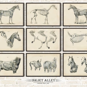 Set van 9 vintage paard anatomie gedrukte illustraties door George H Dadd, kunst aan de muur paarden wetenschappelijk medisch historisch skelet botten