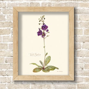 Vintage Botanical Flower Illustrations from the 1930&#39;s