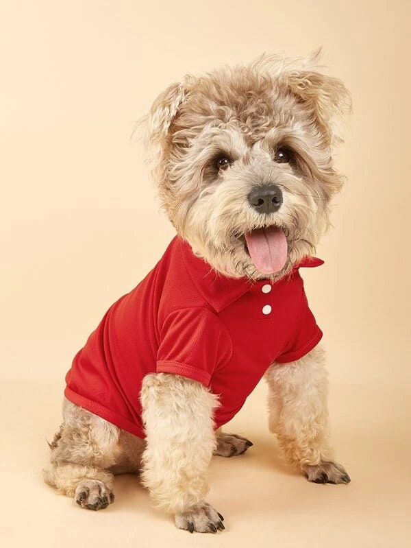 polo dog outfits