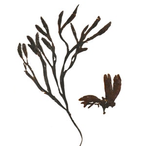 Real Pressed Seaweed Print #17