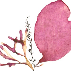 Real Pressed Seaweed Print #248