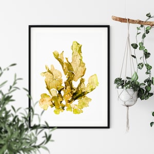 Real Pressed Seaweed Print #151
