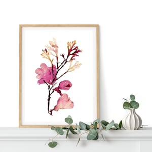 Real Pressed Seaweed Print #443