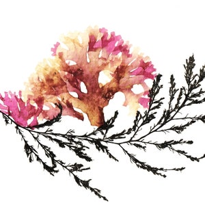 Real Pressed Seaweed Print #3