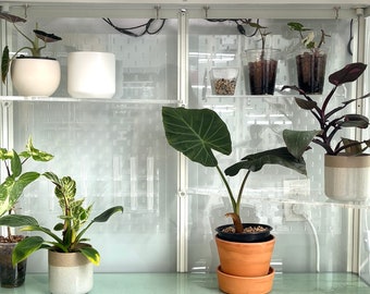 philodendorn house plant Philodendron 'Brasil' | Indoor Plant | Tropical Plant | Potted Plant