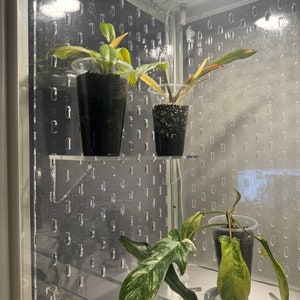 May include: Three potted plants with variegated leaves are displayed on a clear acrylic shelf. The plants are in clear plastic pots with black soil. The shelf is attached to a clear acrylic wall with a grid pattern.