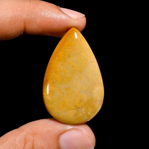 Corallo fossile naturale, pietra preziosa a forma di pera, corallo fossile cabochon, corallo fossile 37 x 24 x 6 mm, corallo fossile 40 carati (corallo fossile come immagine
