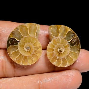 Paire de pierres précieuses en vrac en forme de coquille d'ammonite naturelle pour la fabrication de boucles d'oreilles Poids 39 carats Taille 23X19X5 mm (Pierre comme sur l'image)