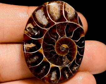 Ammonite Cabochon: Natural Oval Gemstone, Jewelry Making (48 Ct, 32X24X7 mm)