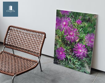 Print on canvas - Print on canvas - Delosperma Cooperi, succulents, succulents, photography