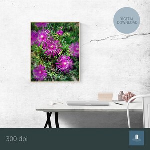 Printable art - Printable Wall Art - Delosperma Cooperi - DIGITAL DOWNLOAD