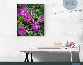 Printable art - Printable Wall Art - Delosperma Cooperi - DIGITAL DOWNLOAD