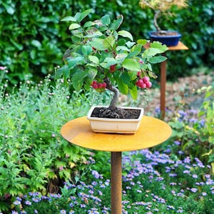 Support pour plantes, support pour fleurs, bonsaï, table à prise métallique image 4