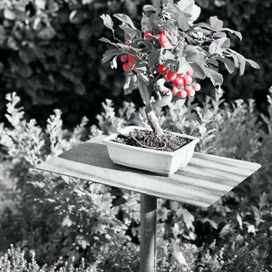 Può includere: Un piccolo bonsai con frutti rosso vivo e foglie verdi in un vaso rettangolare bianco. Il bonsai è su un supporto di metallo in un giardino. Lo sfondo è in bianco e nero.