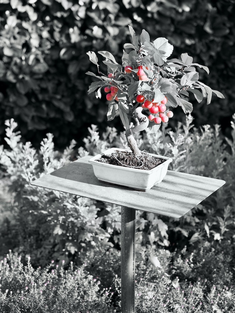 Pflanzenständer Blumenständer Bonsai Metall Stecktisch Bild 2