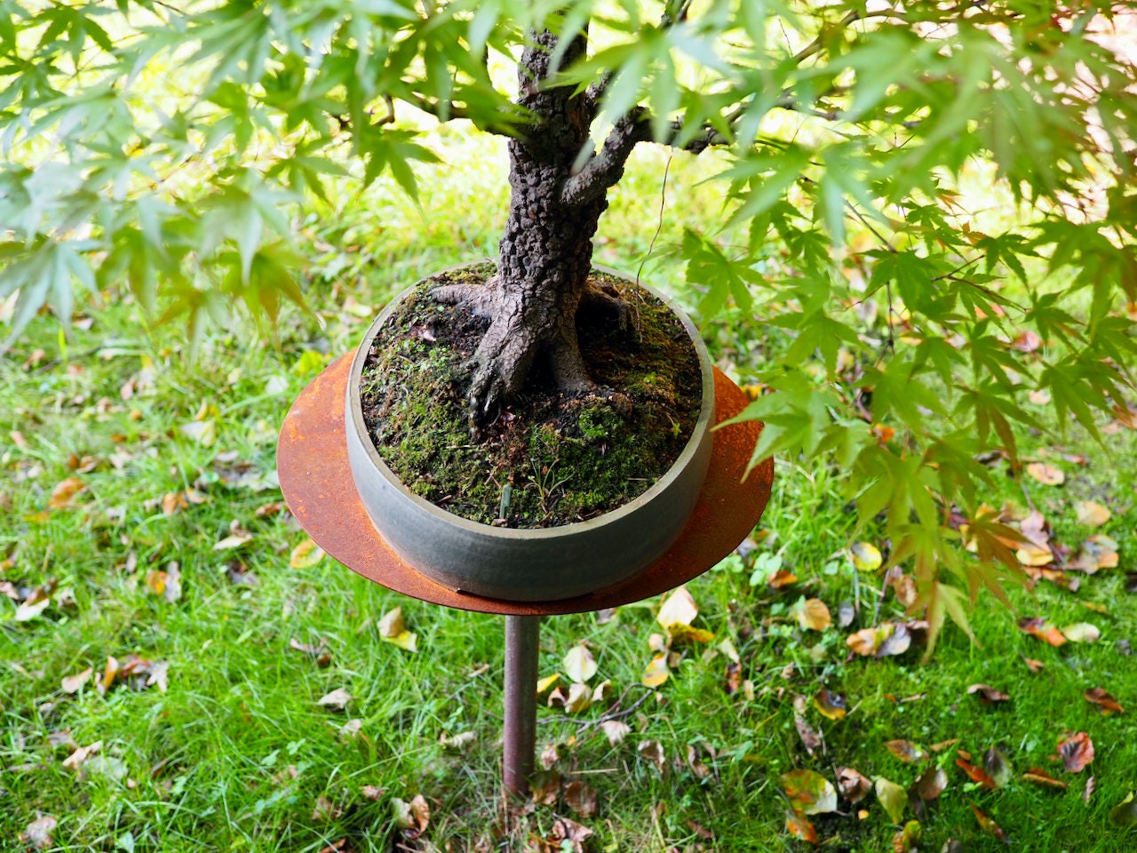 Bonsai Stnder Bonsaistnder Metall Pflanzenstnder - Etsy.de