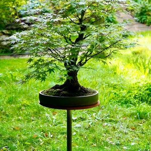 Può includere: Un bonsai di acero giapponese con foglie verdi vibranti, piantato in un vaso rotondo verde scuro. Il bonsai è esposto su un supporto metallico in un ambiente erboso all'aperto, mostrando i suoi intricati rami e il fogliame.