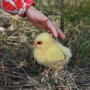 Needle felted chicken, needle felted bird, Easter chicken, Easter ornament, Easter gift, Easter home decor